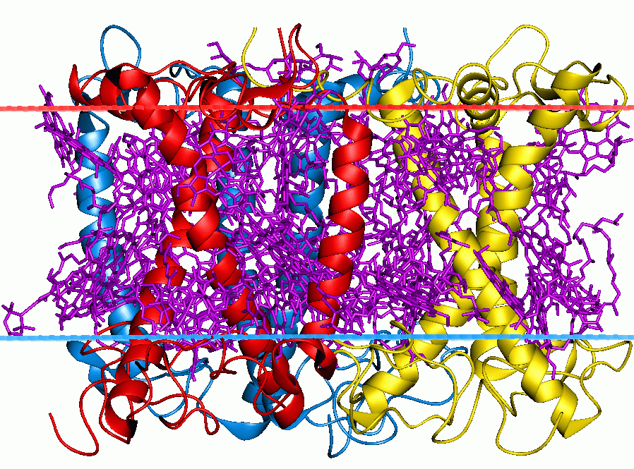 Возбуждение молекулы. Белки фотосистем. Возбужденная молекула. Light harvesting Complex. Возбуждённые молекулы.